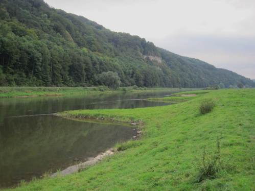 Eine Vielzahl Buhnen an beiden Ufern bieten interessante Anlaufstellen, hier die beweideten Buhnen von Pegestorf.