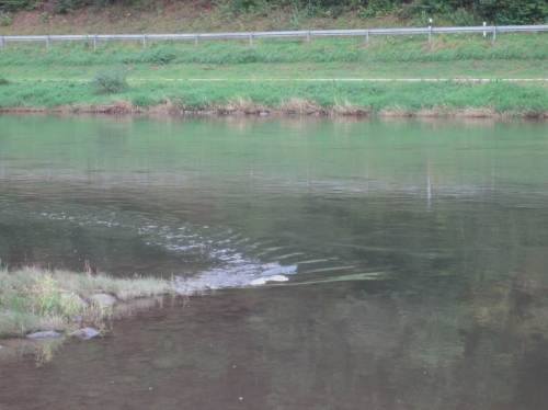 Glasklares Wasser - kleine Strömungsstudie zwischen zwei Buhnenfeldern.