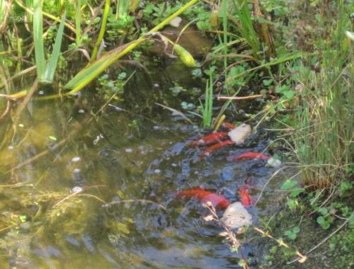 Nein, diese viel zu zahlreich und unnötig mit Brotmengen gefütterten Goldfische nahe dem Rathaus und Münchhausenmuseum meine ich nicht.