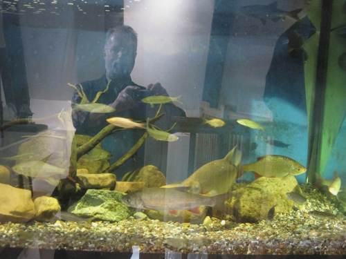 Selten habe ich eine solche Vielfalt an Weissfischarten an einem Platz gesehen. Vorn, wir waren uns einig, dass das kein Döbel ist, ein großer Hasel - schwierig, schwierig. Alande sollen auch gerade nicht im Aquarium vorhanden sein.