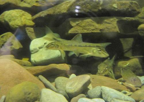 Im ersten Stock sind typische Weserfische in Aquarien zu besichtigen, hier Gründlinge, rechts unscharf ein Kaulbarsch.