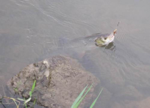 Da hat einer angebissen.