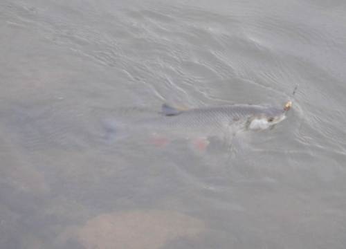 Ein Döbel konnte meinem Blechfisch nicht widerstehen. Da ich ohne Widerhaken angle, lasse ich die Schnur etwas locker - so ist dieser Fisch wieder frei. Genau so erfreuen sich ein paar kleinere Barsche und Hechte weiter des Lebens.