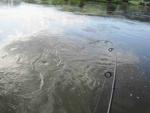 Uuups, da hat wohl etwas Großes gebissen und ist in das tiefe Strudelloch vor der Buhne abgetaucht.