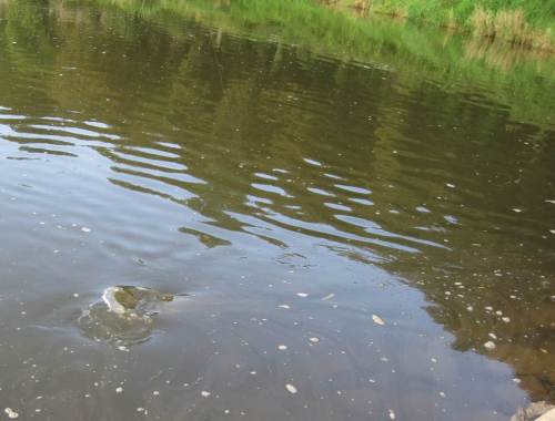 Hin und Her, Turbulenz im Buhnenfeld - ein Fischschwanz.
