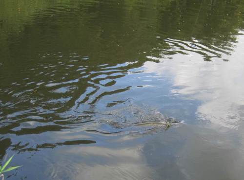 Nach weiterem Hin und Her zeigt sich auch der Kopf kurzfristig - ein grooßer Hecht.