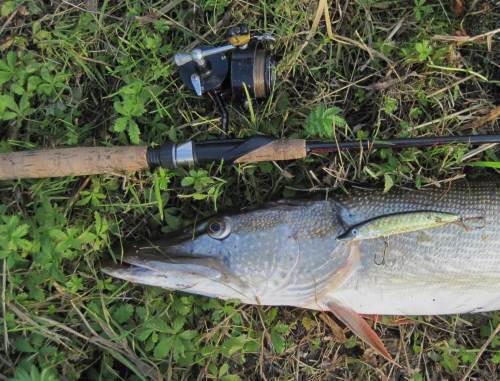 So ein Großhecht frisst gern Kleinhecht, daher war die Köderwahl erfolgreich.