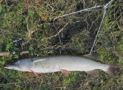 Glück für den menschlichen Fischesser, Pech für den Großhecht - die Landung gelang schließlich.