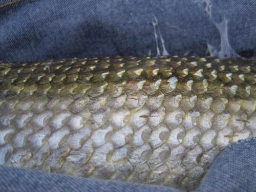 Bunte Schuppenpracht.