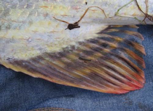 Die Afterflosse, wie die Rückenflosse weit hinten am Fisch.