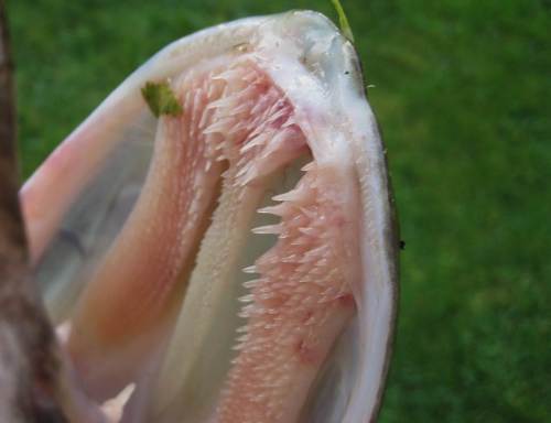 Gut hat die Natur den Hecht ausgestattet. Zum erfolgreichen Beutefang hat er im Unterkiefer lange Dolchzähne, im Oberkiefer, auf der Zunge und auf mancherlei anderen Knochen so um die 700 nach hinten gerichtete Zähne.