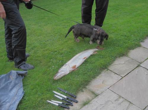 Socke von de Dreyster Drift inspiziert den Hecht genau und meint, es sollten ein paar Details vorgestellt werden.