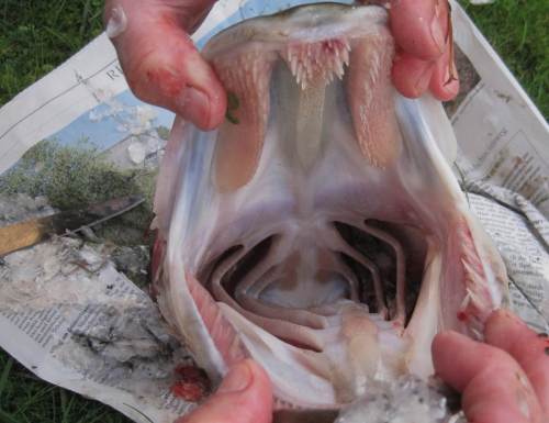 Blick schlundwärts - Zähne über Zähne!