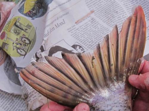 Bunter Heckantrieb des Torpedo-Fischs.