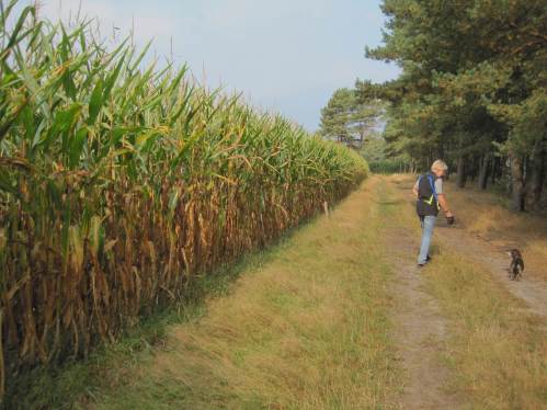 Herbstliche Wanderer müssen sich nicht mit sich ändernden Horizonten herumschlagen. Gleichklang nach links und vorn in Farbe und Höhe.