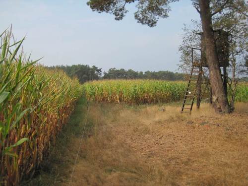 Wildschweinplage, welche Wildschweinplage? Woher denn?!