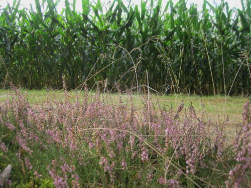 Heideblüte vor Mais - wer fragt, wie das Nitrat ins Grundwasser kommt?