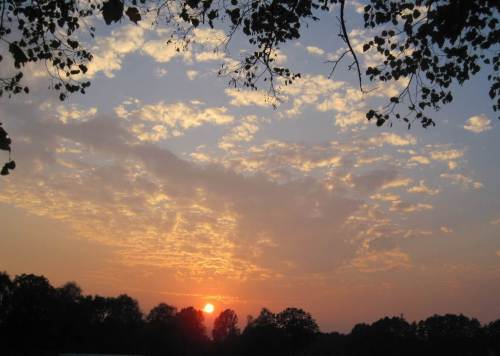 Sonnenuntergang hinter Bäumen - jenseits der Maislandschaft sind bei abendlicher Radtour doch noch Bäume erkennbar.