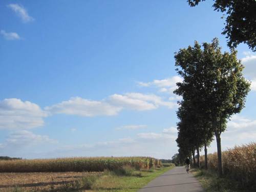 "on top of the hill" im Norddeutschen Tiefland - Mais, wohin das Auge blickt.
