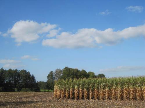 Der Durchblick! Es ist ja doch nicht alles Monokultur, Bäume am Bachoberlauf - man wundert sich!, ein wenig Grünland. Letzteres wollen wir heute nicht näher betrachten. Womöglich ist es hochgegülltes, bis 4mal zu mähendes Industriegrün, das früher hier vorhandenem Leben das ganze Jahr über keinen Platz mehr einräumt.