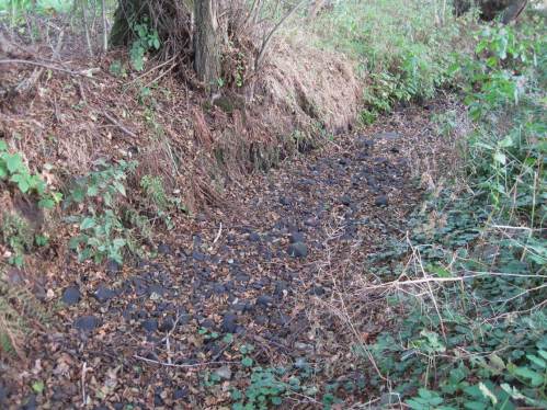 Für die, die nahe des Wohnbereichs vielleicht nicht so rumkommen: viele Bachoberläufe, die sonst mindestens herbstlich feucht sind, sind dieses Jahr ausgetrocknet (das hat allerdings meist mehrere Gründe, weit über das Regendefizit hinaus).