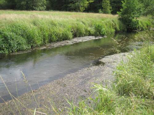 Björn Tents Arbeit über die hydraulischen Verhälntisse der Este belegt, was die Wasserpest hier - sommerlich begrenzt - vorführt: Dieser zur strukturlosen Wüste degradierte Bach bietet in zwei Dritteln seiner heutigen, unnatürlichen Breite gute Restaurierungsmöglichkeiten, ohne dass der Abfluss gestört würde.