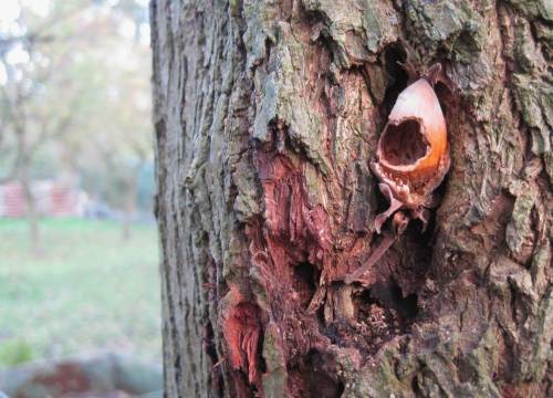 Herbstliche Haselnuss in Weide - hat offenbar geschmeckt.