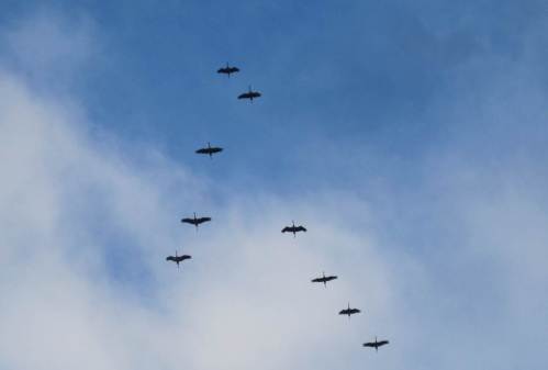 Täglich ziehen Kraniche zwischen Nahrungs- und Rastplätzen. Große Schwärme wechseln von Nordost nach Südwest.
