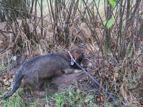 Socke, der Pilzhund, findet immer sein Teil.
