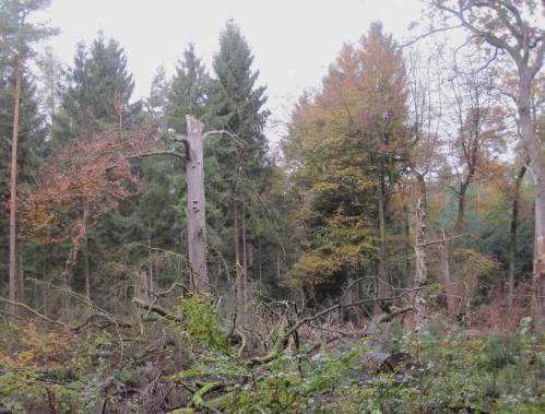 Sehr anschaulich für den Gang der Welt - Urwaldparzelle im heutigen, durchdachten Wald.