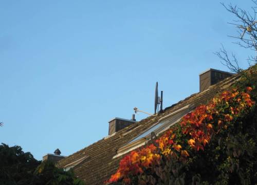 Bunter Wein mit Efeu am Nachbardach.