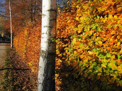 Letzter Pendler-Herbst: Ich geniesse den Fussweg vom Bahnhof - nicht nur an solch prachtvollen Herbstnachmittagen wie diesem. (Ab Juni 2015 bin ich frei buchbar.  :-)  )