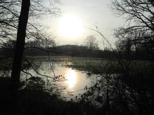 Neujahrssonne überm Wiesenwasser. Mal abwarten, ob der Wasserstand hier im NSG Obere Wümmeniederung 2015 für die Amphibienentwicklung ausreicht.