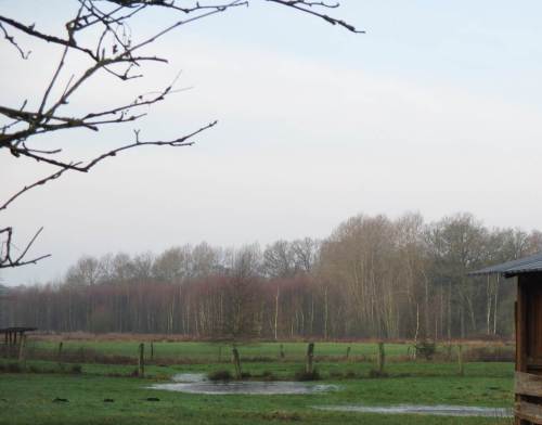 Wiesenwasser vor Bruchwald.