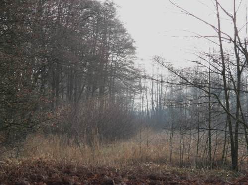 Die Natur macht`s vor: Erlensukzession am Bach zwischen Moränenwald und Bachaue. Diese unkrautartige Dichte wird sich ganz allein zu einem lichten Erlenbachsaum entwickeln. - Oh, ihr "behutsamen Pfleger", haltet ein! Die Natur praktiziert das seit Jahrmillionen, weiss es besser als wir.
