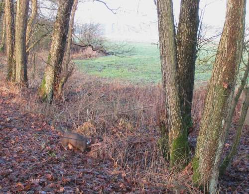 In solcherlei Umfeld ist Socke von de Dreyster Drift in seinem Element - Spuren über Spuren, im feuchten Erdreich Pilze über Pilze ...