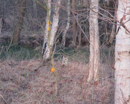 Auf den Rest der Tour leuchtet es plötzlich goldig aus dem Birkenbruchwald. Das werde ich mir näher ansehen.