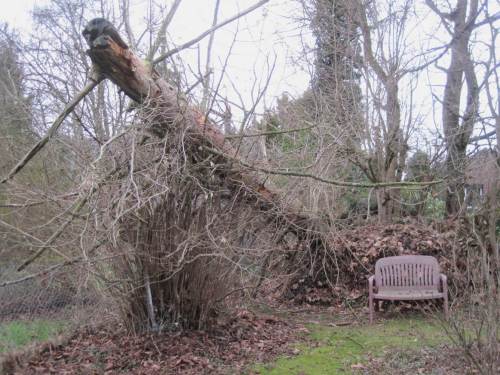 Nun liegt der Stamm auf einem Totholzhaufen und – vorn im Bild – einem unserer Haselnussbüsche, von denen in den “Hölzchen und Stöckchen”-Beiträgen oft die Rede ist.