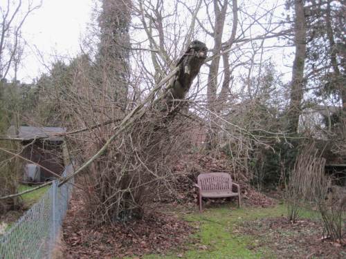 So etwas nennt man sauberen Fall - unser Zaun zum Nachbarn ist frei, 3 Äste, die im Bild noch sichtbar sind, abgesägt.