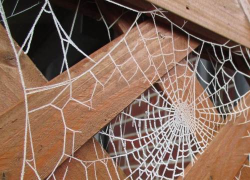 Durch Raureif sichtbar(er) gemacht: Unsere Terrasse ist gut geschützt.
