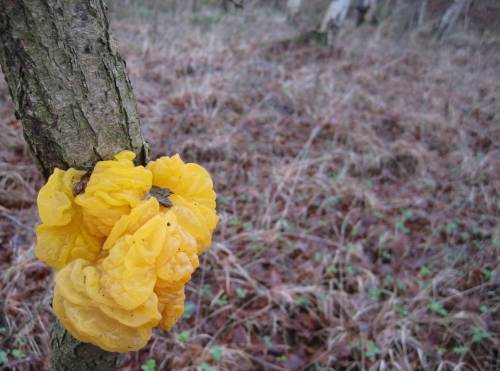 Nachgelesen: Das ist der Goldene Geleepilz.