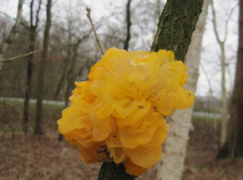 Den kannte ich bisher noch nicht. Ich lerne weiter, das Jahr hat ja gerade erst angefangen.