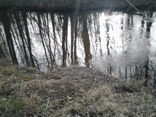 Hier ist die Lenkbuhnenwirkung gut zu sehen - links, bachauf, im wahrsten Sinn "der Wasserspiegel" - kein Kennzeichen für ein Fließgewässer der Forellen- / Äschenregion. Nach rechts fließt das Wasser des Seevekanals turbulent ab, "der Spiegel ist gebrochen".