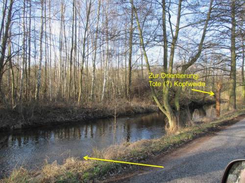 Eine Kopferle in standortgerechtem Baumsaum wird als Kennzeichen für die nächste Lenkbuhnenposition gewählt.