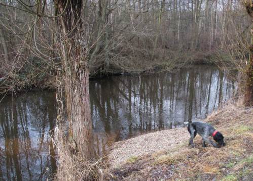 "Aha, über "Lenkbuhne" sprechen die Menschen um mich rum. Jedenfalls kann ich jetzt prima zum Trinken ans Wasser ran."