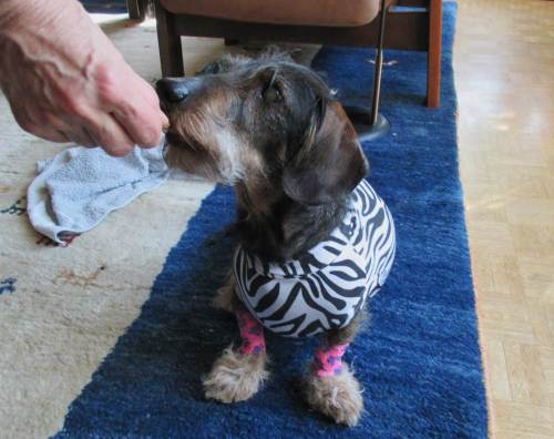 Das Teil ist eindeutig ein Raubtier - also kein Zebra. Auswahl: Pink Panther oder Albino-Tiger.