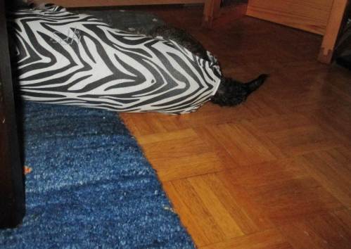 Wer oder was versteckt sich da hinterm Sessel!? Ein Zebra, oder ein Albino-Tiger?