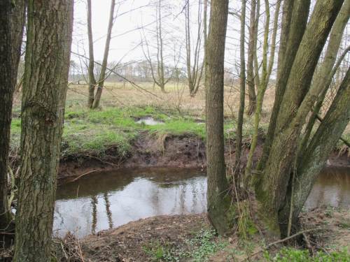 Was für den Laien wie "unberührte Natur" aussehen mag, ist hier wie fast überall in unseren überstrapazierten Gewässerlandschaften ein übertiefter, strukturloser Bach mit verlorenem Kontakt zur - hier sogar feuchten - Aue.