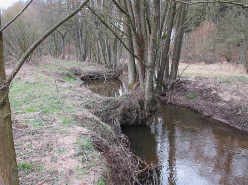 An der Krückau selbst wurde jahrzehnteland nur ein einseitiger Erlensaum toleriert. Dieser geht nach und nach verloren, an den beiseitig steil erodierten Ufern können sich Jungbäume nicht erfolgreich ansiedeln.