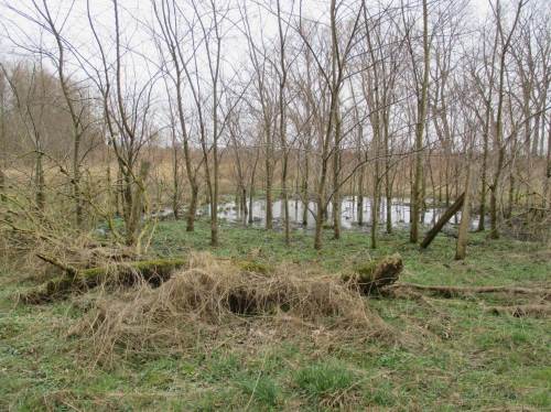In der Aue hat sich inzwischen Beeindruckendes entwickelt. Abhängig von den Standortbedingungen zeigen die Bäume ihre Reaktion - hier eine Gruppe Flatterulmen an einem zeitweise überstauten Standort.